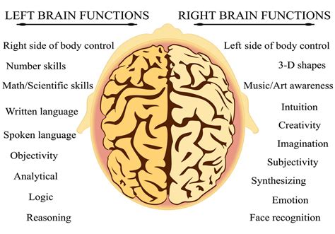 How does the brain left hemisphere affect language