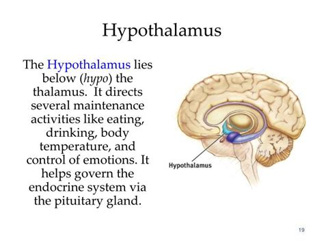 How does the hypothalamus affect behavior