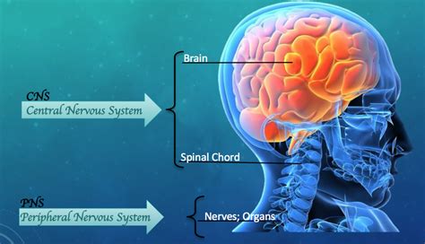 How does the nervous system affect human behavior