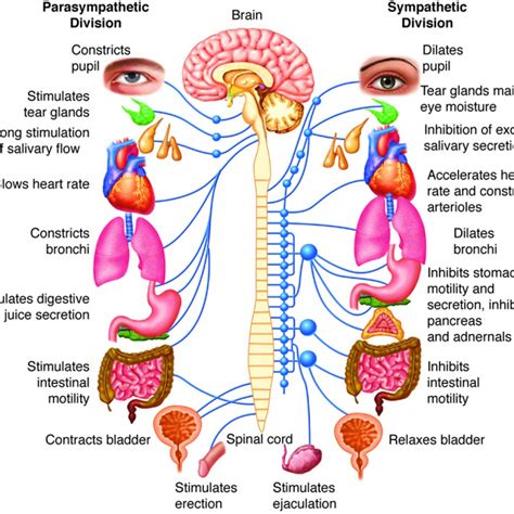 How does the parasympathetic system work