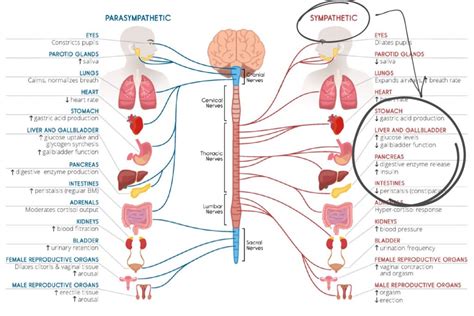 How does the sympathetic nervous system affect the digestive system