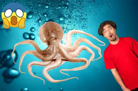 How intelligent is an octopus