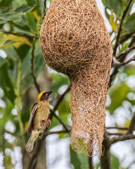 How is a weaver bird nest