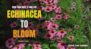 How long does Echinacea take to work