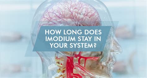 How long does Imodium last for