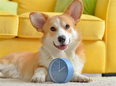 How long does diazepam take to work in dogs