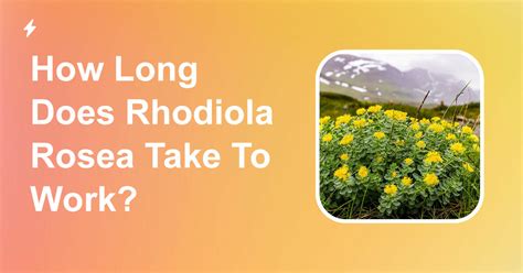 How long does it take Rhodiola rosea to work