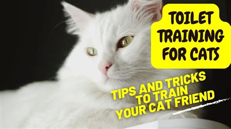 How long does it take to train a cat