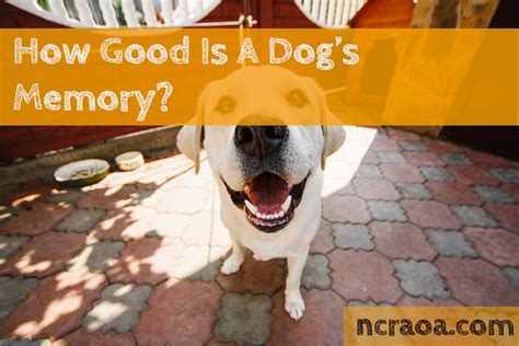 How long is a dogs memory of a person