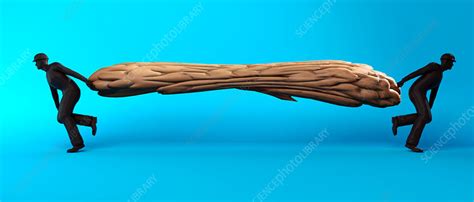 How long is the human brain stretched out