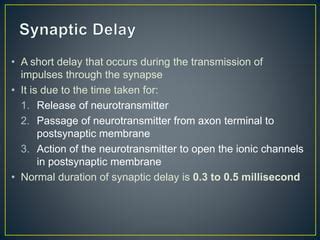 How long is the synaptic delay