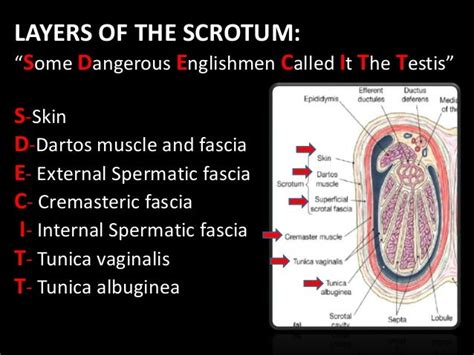 How many scrotums are there