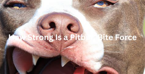 How much bite force does a pitbull
