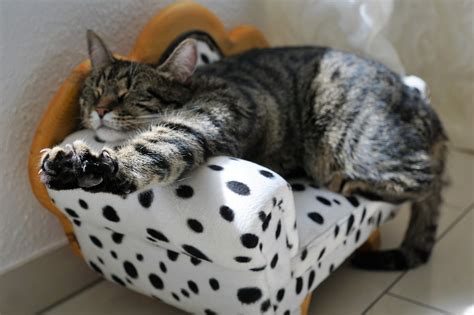 How much does it cost to board cats