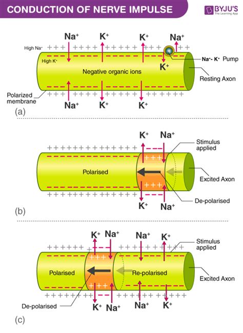 How nerve impulse is transmitted