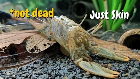 How often does a crayfish molt