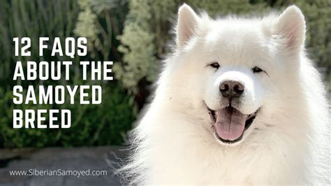 How old should a Samoyed be to breed