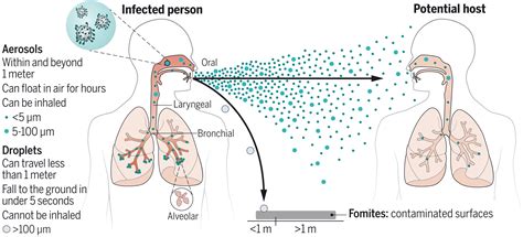 How respiratory viruses spread