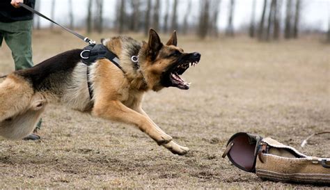 How strong is a German Shepherd bite force