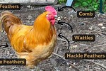 How to Check a Hen to See If It Is Laying