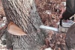 How to Cut Leaning Tree to to Fall in Oposite Direction