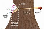 How to Cut Leaning Tree to to Fall in Opposite Direction