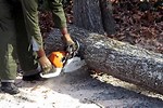 How to Cut a Leaning Tree with a Chainsaw