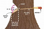 How to Cut a Tree to Fall Correctly