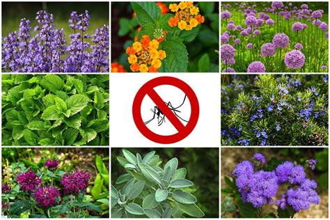 How to Prevent Insect Pests in Perennial Borders
