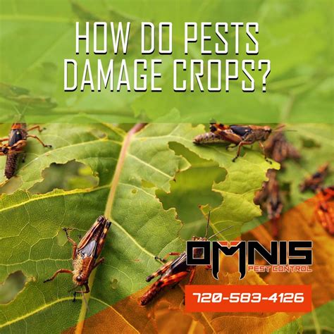 How to Prevent Pests from Damaging Your Crops