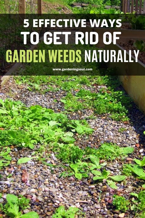 How to Prevent Weeds Naturally and Effectively