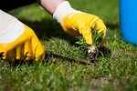 How to Remove Weeds From Lawn