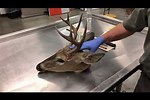 How to Retrieve CWD Sample From Deer Head