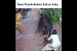 How to Slaugher Cow in Islamic Way at USA