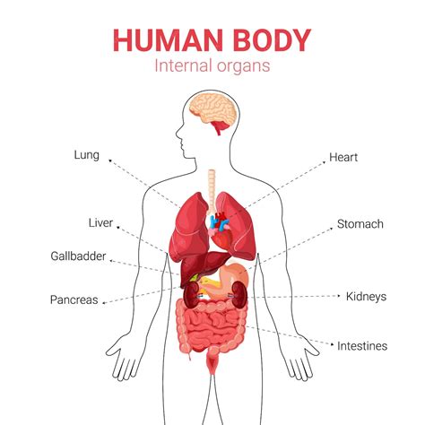 Human Body Chart