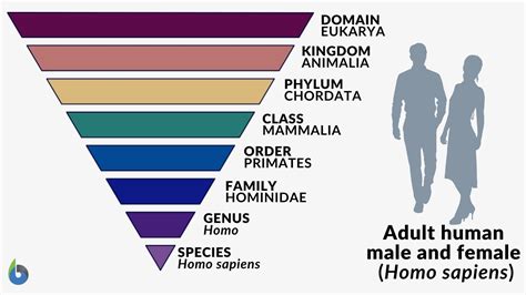 Human Classification Taxonomy Chart