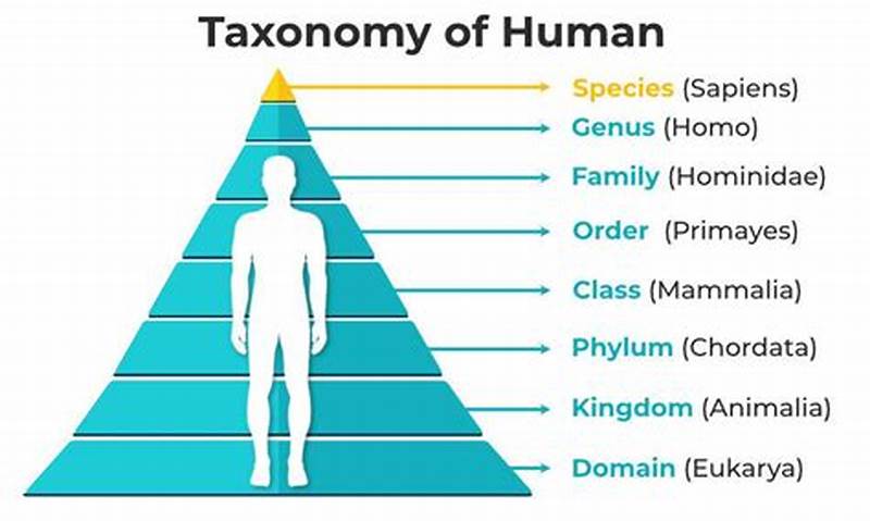 Human Classification Taxonomy Chart