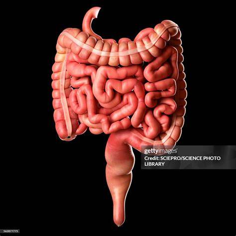 Intestines