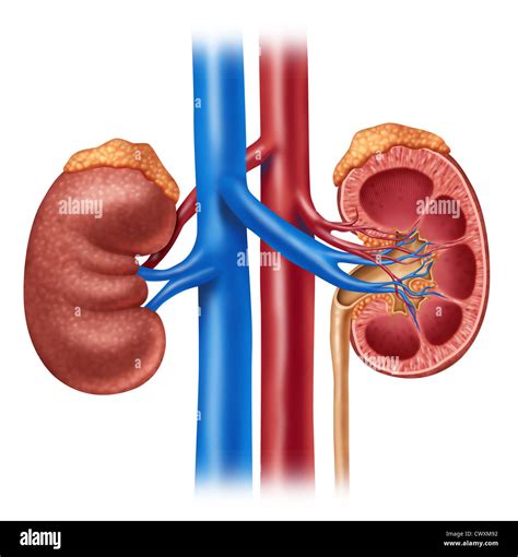 Kidneys
