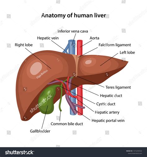 Liver