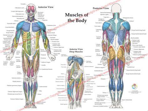 Muscles