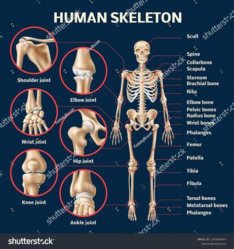 Bones