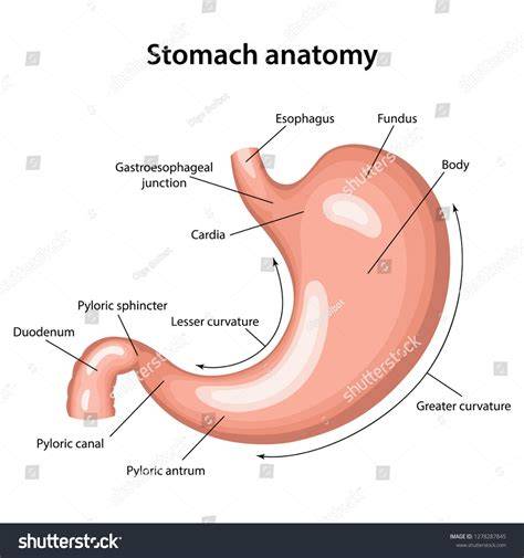 Stomach