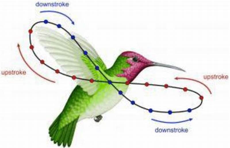 Hummingbird Flight Pattern