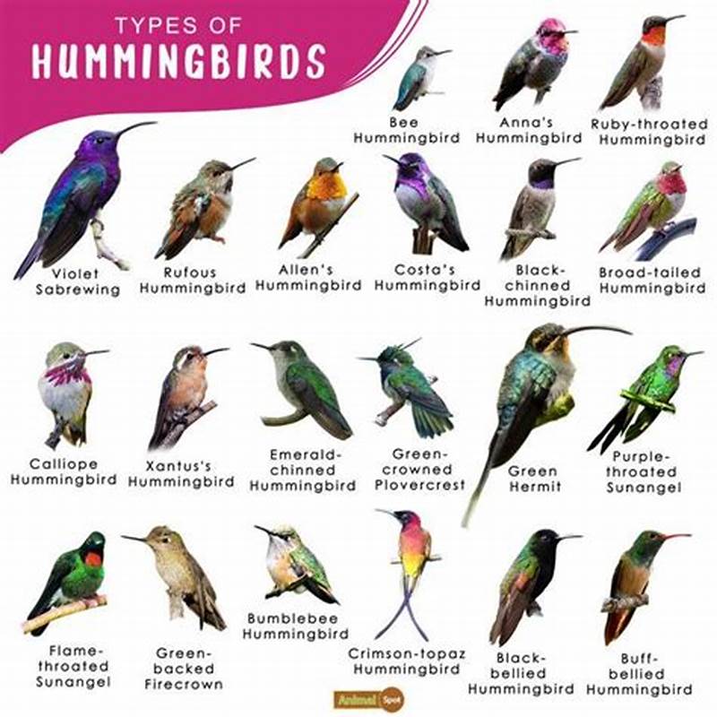Hummingbird Identification Chart