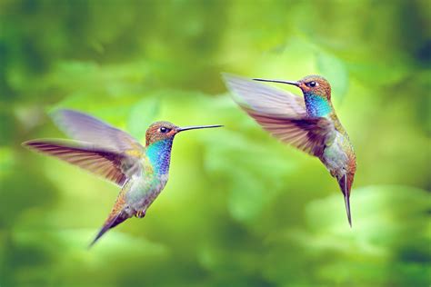 Hummingbird flying