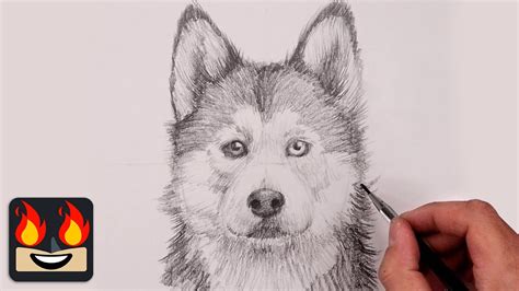 Husky To Draw