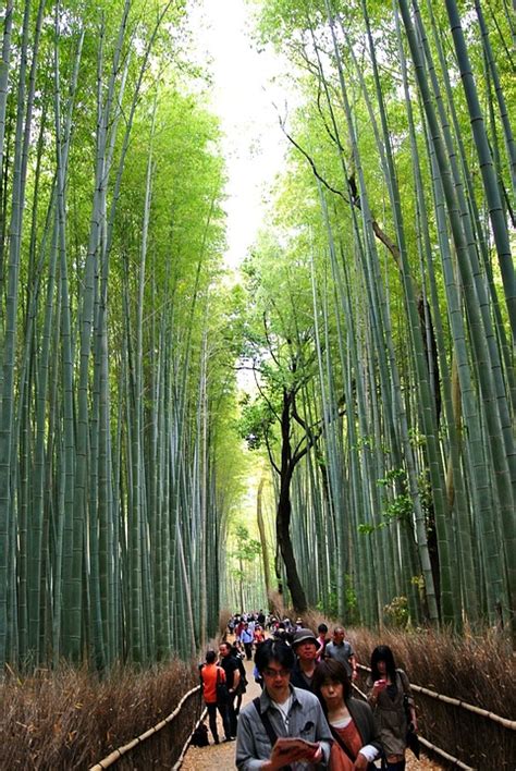 Hutan Bambu Sagano