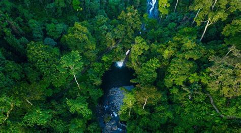 Hutan Hujan