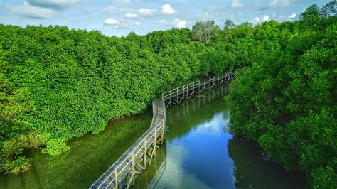 Hutan Mangrove Cacheu